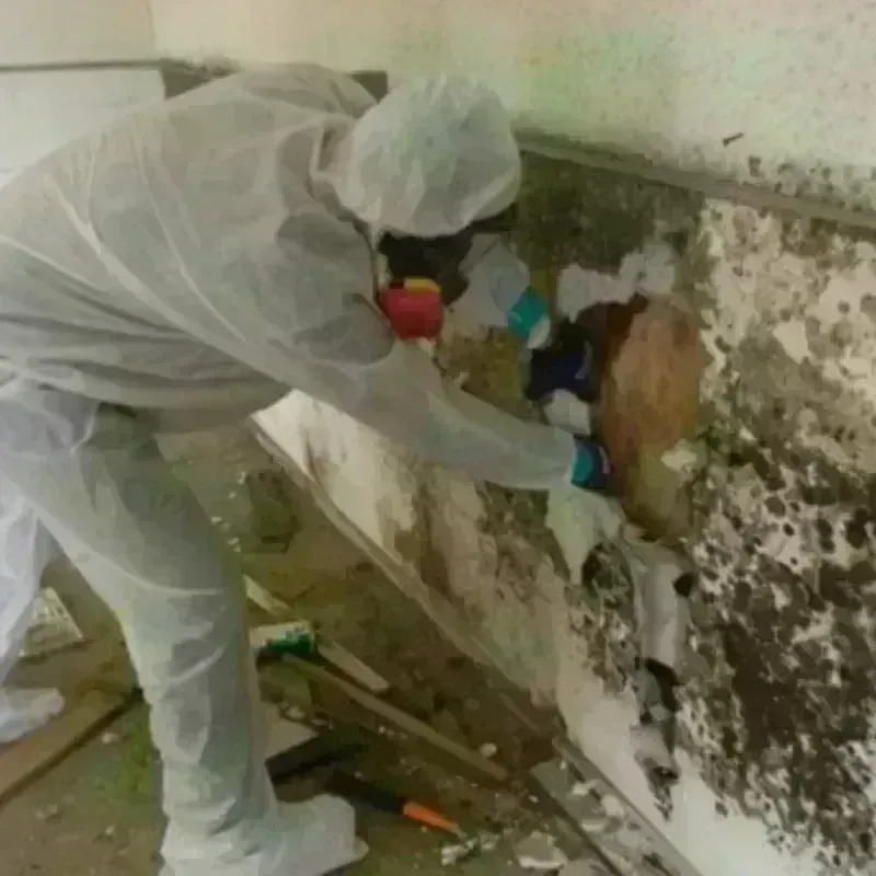 Mold Remediation and Removal in Berlin, WI